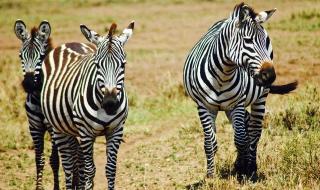 乌马是什么 班马是白条纹的黑马