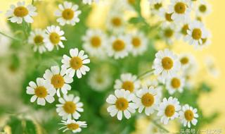 苹果树下的爱情 苹果树下的爱情