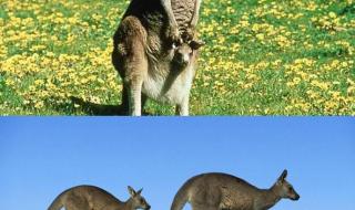 世界上最大化哺乳动物 最高的哺乳动物